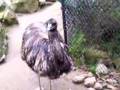 Om Nom Emu