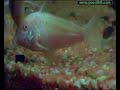 Riproduzione corydoras Riproduzione corydoras