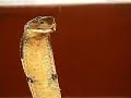 King Cobra Snakeman King Cobra Snakeman