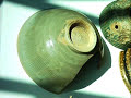 Chinese Antique Porcelain Study with Samples,???????? Chinese Antique Porcelain Study with Samples,????????