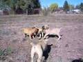 Boerboel video