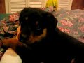 me and my rottweiler puppy