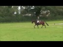 Chini dressage