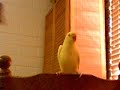 Chobi listening to music Chobi listening to music