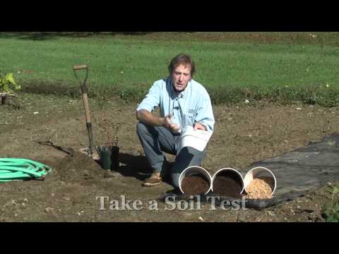 how to transplant blueberry bushes video