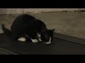 Treadmill Kitten Treadmill Kitten