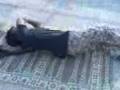 videos de Video002.3gp