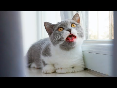 Kitten Losing Her Baby Teeth | Not Very Happy | Kitten Diary
