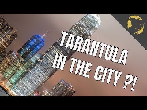 YouTube reptile video