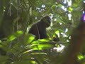 Corcovado National Park