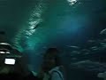 Valencia Aquarium