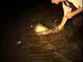 43.6 - World's Largest Trout Caught