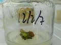 Biotecnología UVG, 2007 Biotecnología UVG, 2007