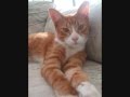 mi gato cucho