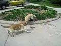 dogs vs  snake