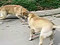 dogs vs  snake