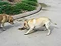 dogs vs  snake