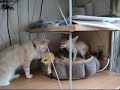 Cat wants to play with the Fennec fox