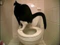 cat poop cat poop