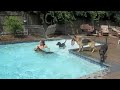 Swimming With Dogs