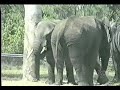 funny animals part1