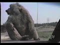 funny animals part1