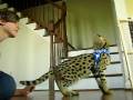 Serval Cat headbutt by Apollo!