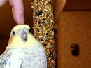 Skinny Eyed Cockatiel (cross-eyed)