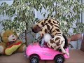 Barry and Fible - Live Action