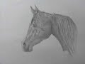 Exposition de dessins des chevaux Exposition de dessins des chevaux