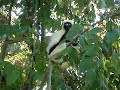 Sifaka Lemurs at Anjajavy