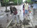 Monkey Island (Dau Ky) in Vietnam
