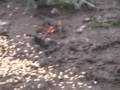 videos de Arrow Affliction 2 By Austin and Tyler