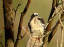 Downy Woodpecker - Pajaro carpintero Downy Woodpecker - Pajaro carpintero