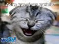Mucao.com.br - Pegadinha Acho que vi um gatinho - Odete