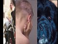 Animal abuse can lead to....