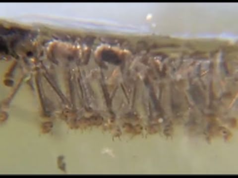 how to harvest mosquito larvae