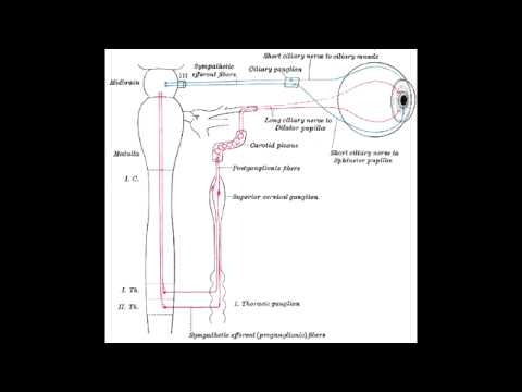 how to control pupil dilation