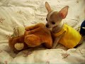 Chihuahua Peppino - I\ Chihuahua Peppino - I\
