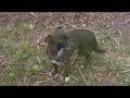 My little chihuahua dogs ( HD - high definition ) My little chihuahua dogs ( HD - high definition )