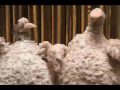 Dancing Birds