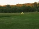 Tiger Moth