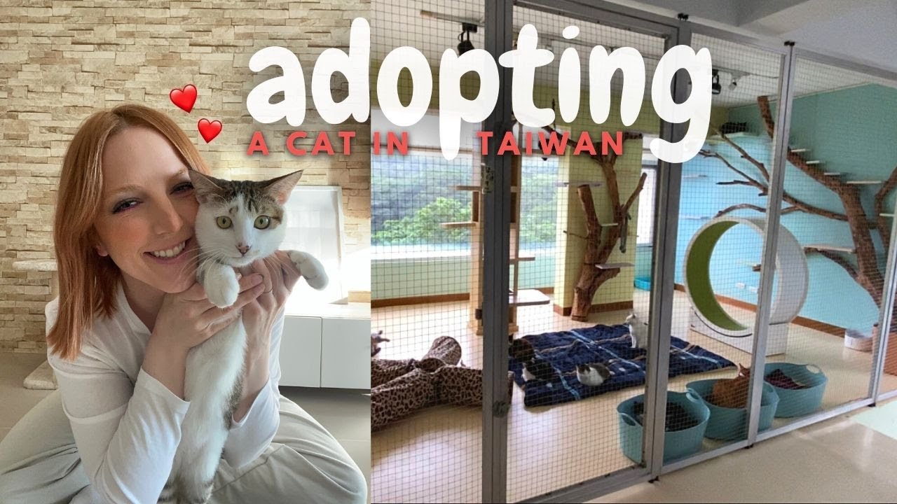 Surprise, I am a Cat Mom // Adopting a cat 🇹🇼 [ 在台灣收養貓❤️ ]
