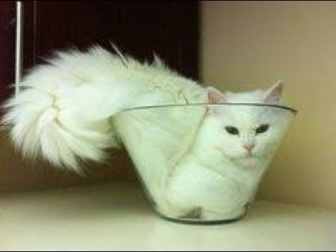 Cats Are So Funny You Will Die From Laughing!!! (Funny Cat Compilation, Clean, No Swearing)