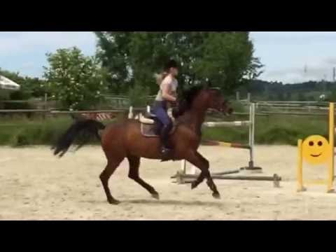 Amalia  Holsteiner BP Stute von  Carry -Carpaccio