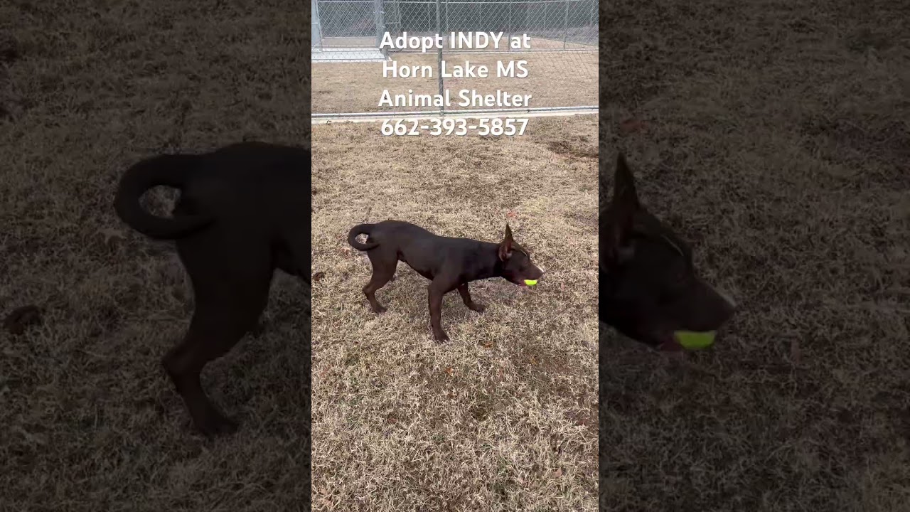 Indy, a ADOPTABLE mixed breed in Horn Lake, MS video 6/6