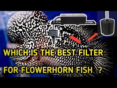 Which is the best aquarium filter for flowerhorn fish ||  flowerhorn fish care