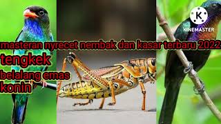 Download lagu masteran nyrecet nembak dan kasar terbaru 2022 tengkek belalang emas dan konin mp3