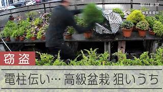 【一部始終】高級盆栽盗、被害は数百万円　防犯カメラに映った犯行