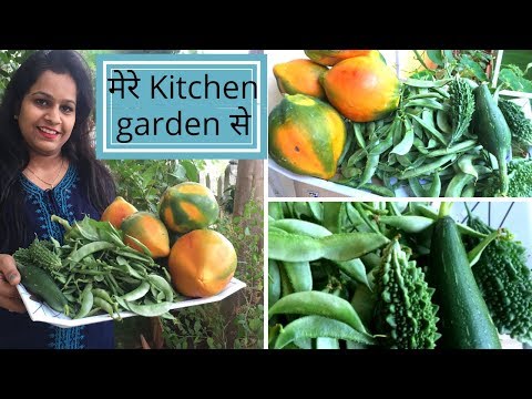 download lagu mp3 mp4 Organic Kitchen Garden In India, download lagu Organic Kitchen Garden In India gratis, unduh video klip Organic Kitchen Garden In India